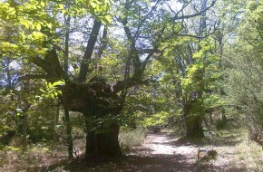 Ruta de senderismo árboles centenarios en Sierra de Gredos