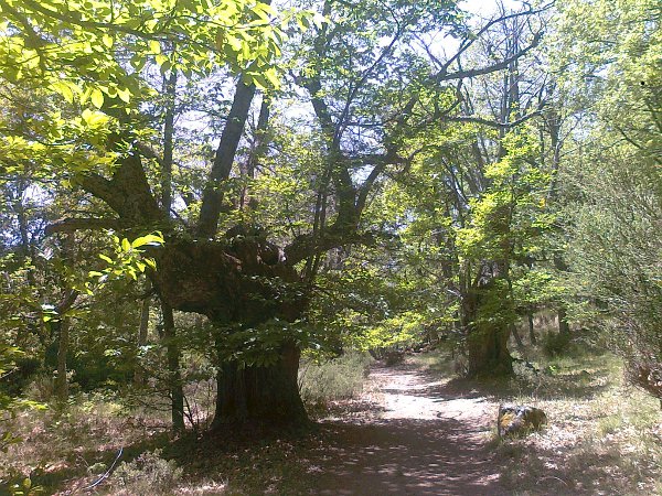 Ruta de senderismo árboles centenarios en Sierra de Gredos