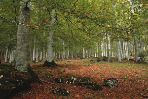 parque natural urbasa